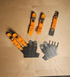 Disassembled fingers, palm and carpal components during development.